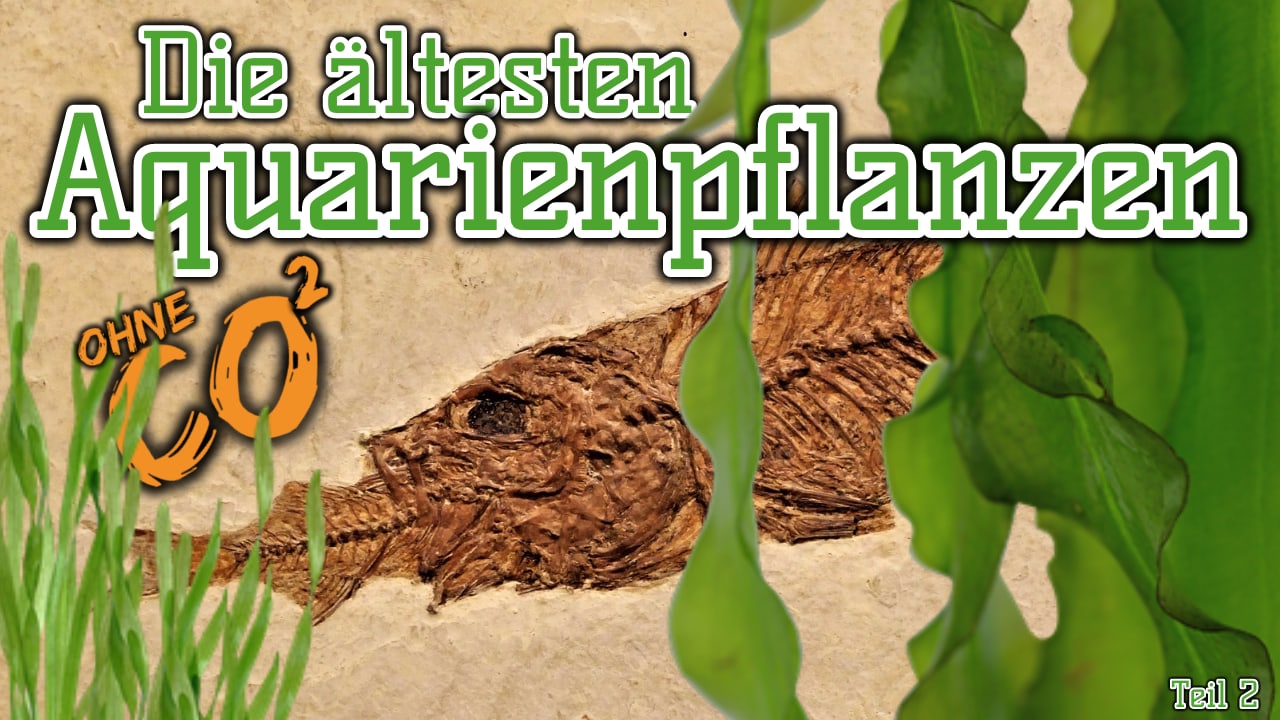 AQUaddicted! – Video Tipp: Die ältesten Aquarienpflanzen