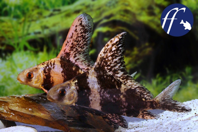 Franky Friday: Der Wimpelkarpfen - Myxocyprinus asiaticus