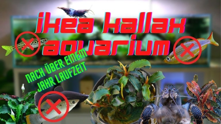 Tobis Aquaristikexzesse Video Tipp: IKEA KALLAX AQUARIUM nach über einem JAHR I Kleine Veränderungen mit großer Wirkung
