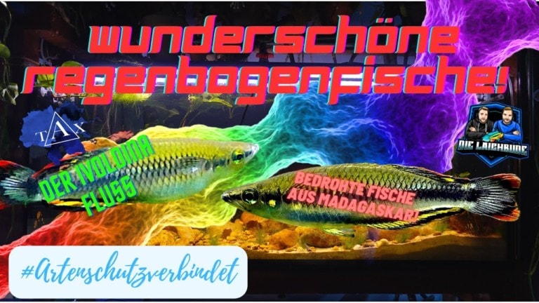 Tobis Aquaristikexzesse Video Tipp: Wunderschöne Regenbogenfische! I Der Ivoloina Fluss I Bedrohte Fische aus Madagaskar