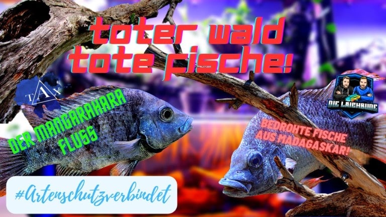 Tobis Aquaristikexzesse Video Tipp: TOTER WALD TOTE FISCHE - Mangarahara Fluss
