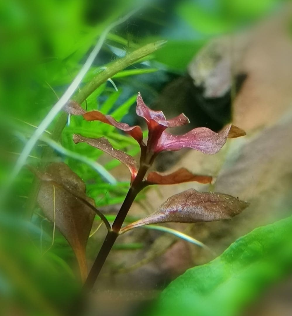 Ludwigia palustris 'Super Red'