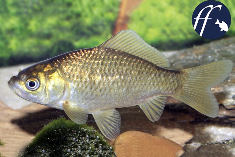 Franky Friday: Das ist die Wildform des Goldfisches
