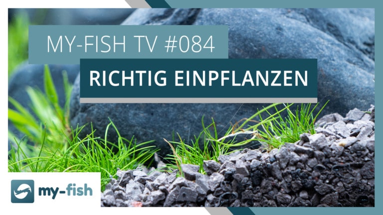 my-fish TV: Tipps zum Einpflanzen deiner Aquariumpflanzen