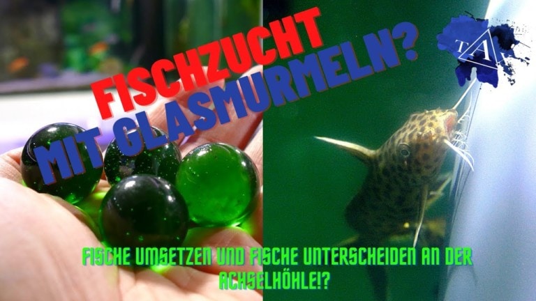 Tobis Aquaristikexzesse Video Tipp: FISCHZUCHT mit GLASMURMELN !?
