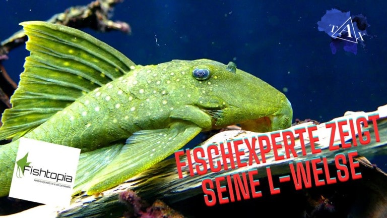 Tobis Aquaristikexzesse Video Tipp: FISCHEXPERTE zeigt seine L-WELSE