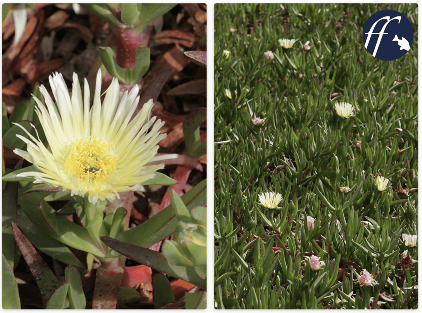 Weißgelb blühend, kleinere Blüte als C. edulis, beim Verblühen rosa färbend: die Hybride C. aff. acinaciformis
