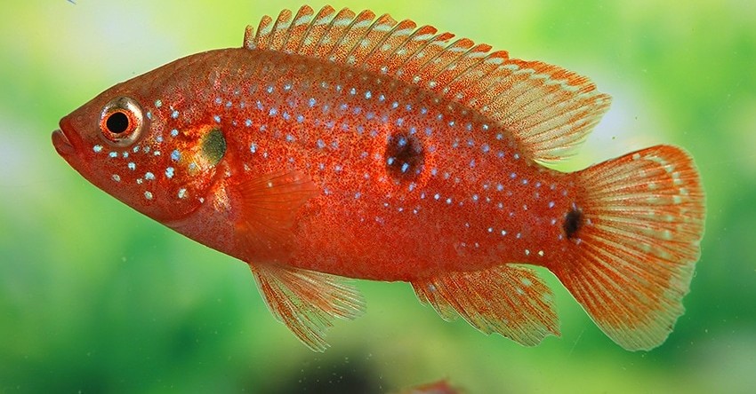 Rubricatochromis lifalili