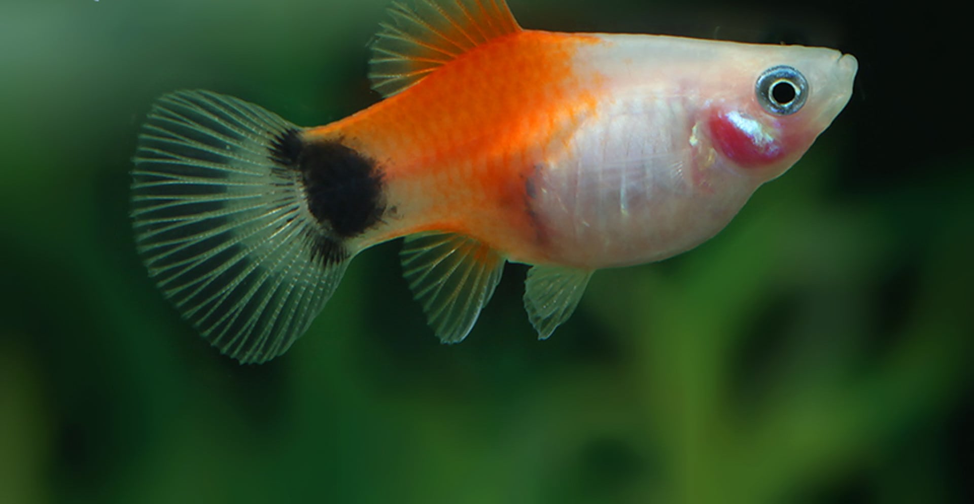 Xiphophorus maculatus Platy Mickey Mouse White Red