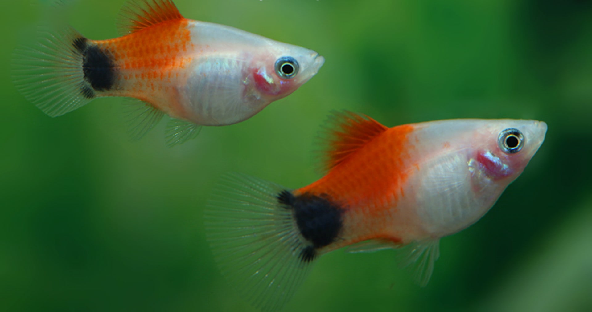 Xiphophorus maculatus Platy Mickey Mouse White Red