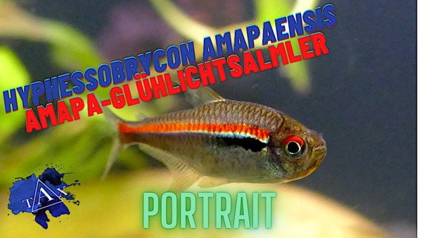 Tobis Aquaristikexzesse Video Tipp: Amapa Glühlichtsalmler – Hyphessobrycon amapaensis