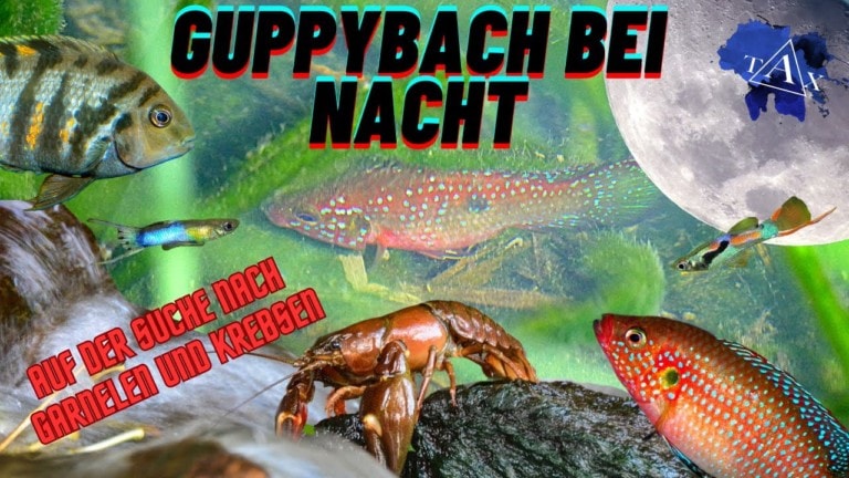 Tobis Aquaristikexzesse Video Tipp: Der geheime Guppybach bei Nacht
