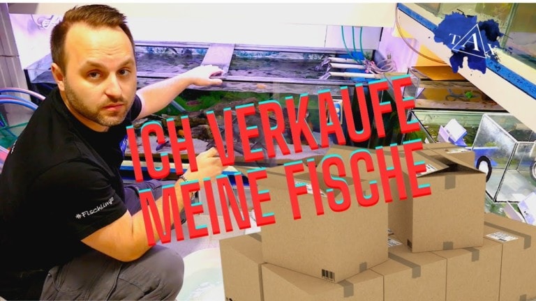 Tobis Aquaristikexzesse Video Tipp: Ich verkaufe meine Fische