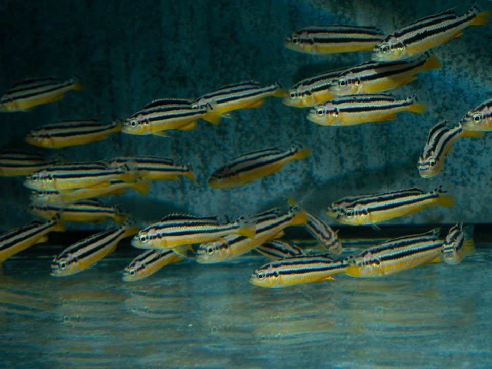 Melanochromis auratus - Türkisgoldbarsch, DNZ