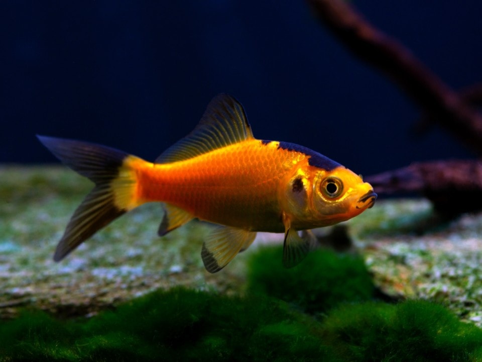 Carassius auratus "Gelb-Schwarz" - Goldfisch-Gelb-Schwarz, NZ-ISR