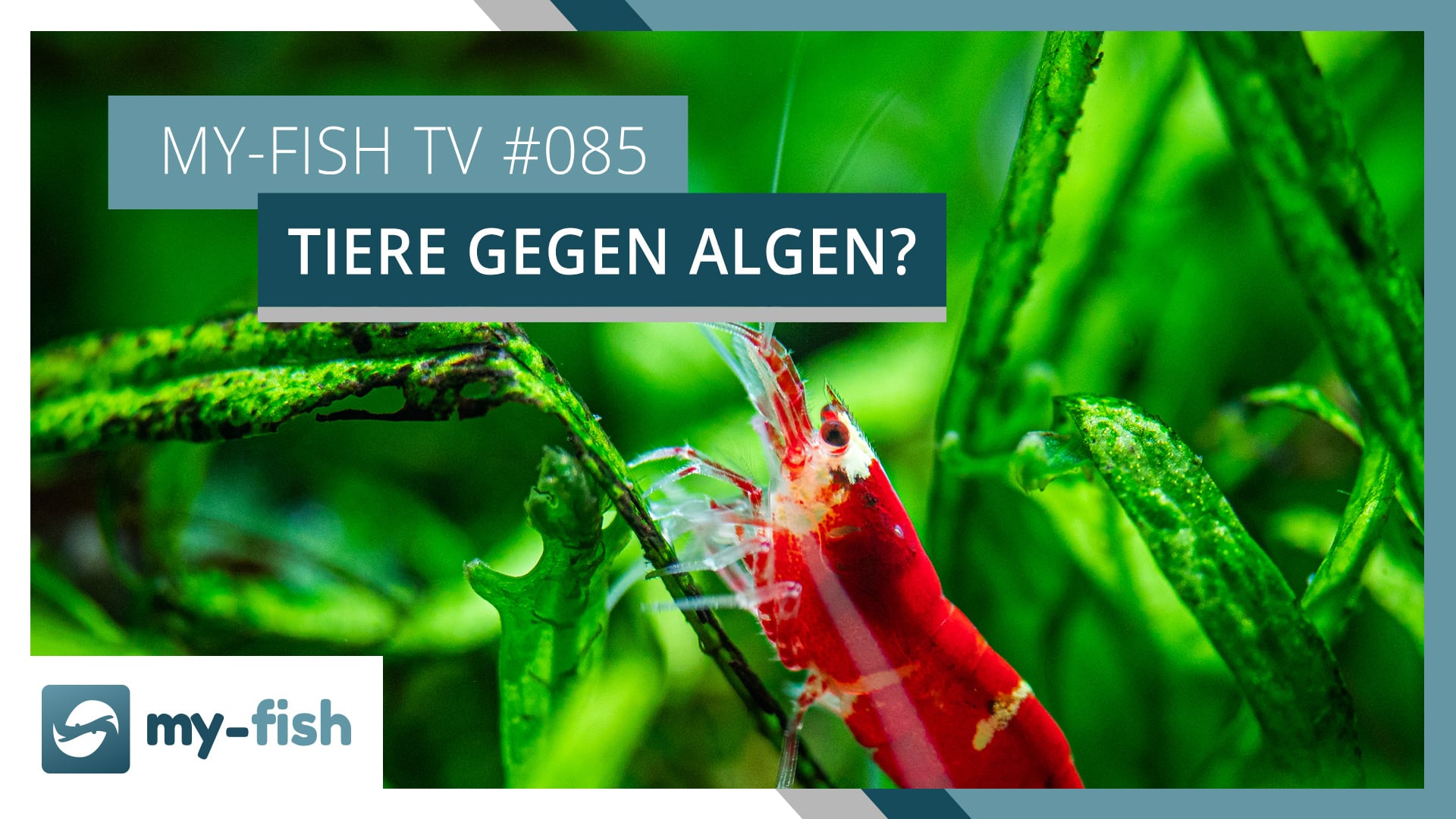 my-fish TV: Tiere gegen Algen im Aquarium einsetzen – Ja oder Nein?