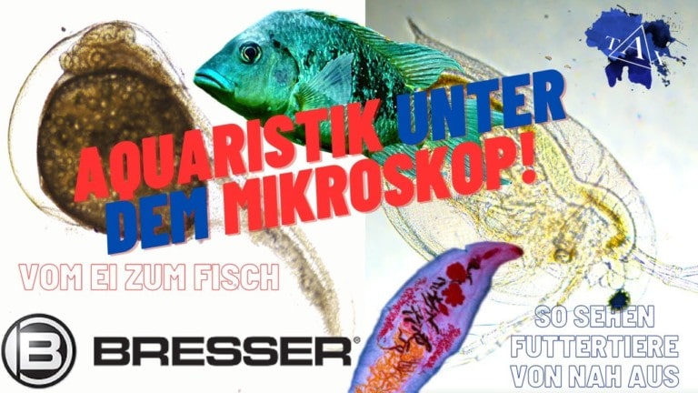 Tobis Aquaristikexzesse Video Tipp: AQUARISTIK unter dem MIKROSKOP !