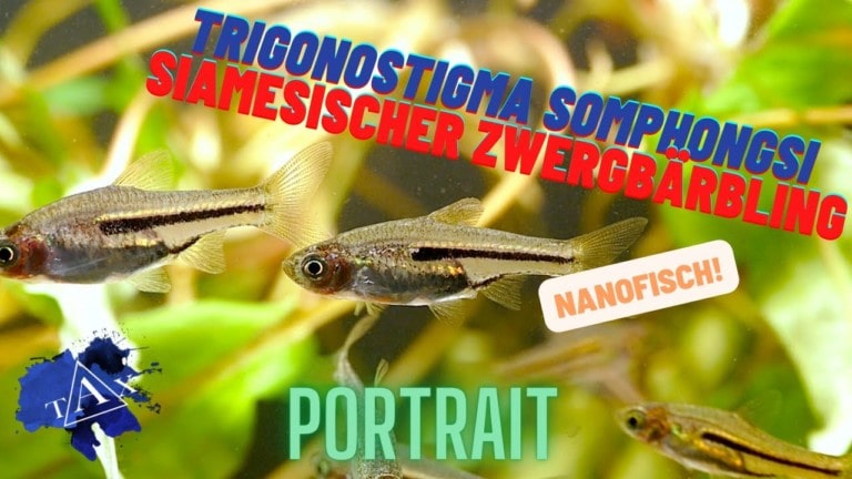 Tobis Aquaristikexzesse Video Tipp: Trigonostigma somphongsi - Siamesischer Zwergbärbling