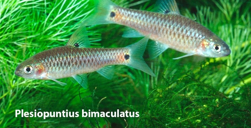 Puntius - Plesiopuntius bimaculatus