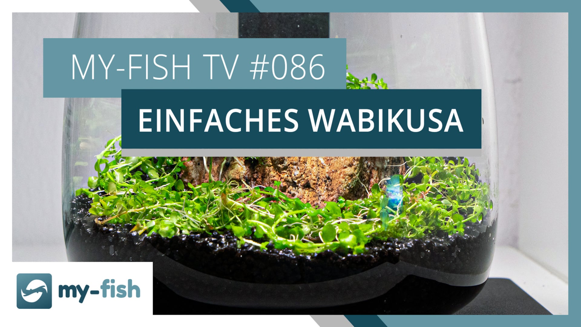 my-fish TV: Einfaches Wabikusa aus Pflanzenresten