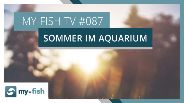 my-fish TV: Aquarium im Sommer abkühlen