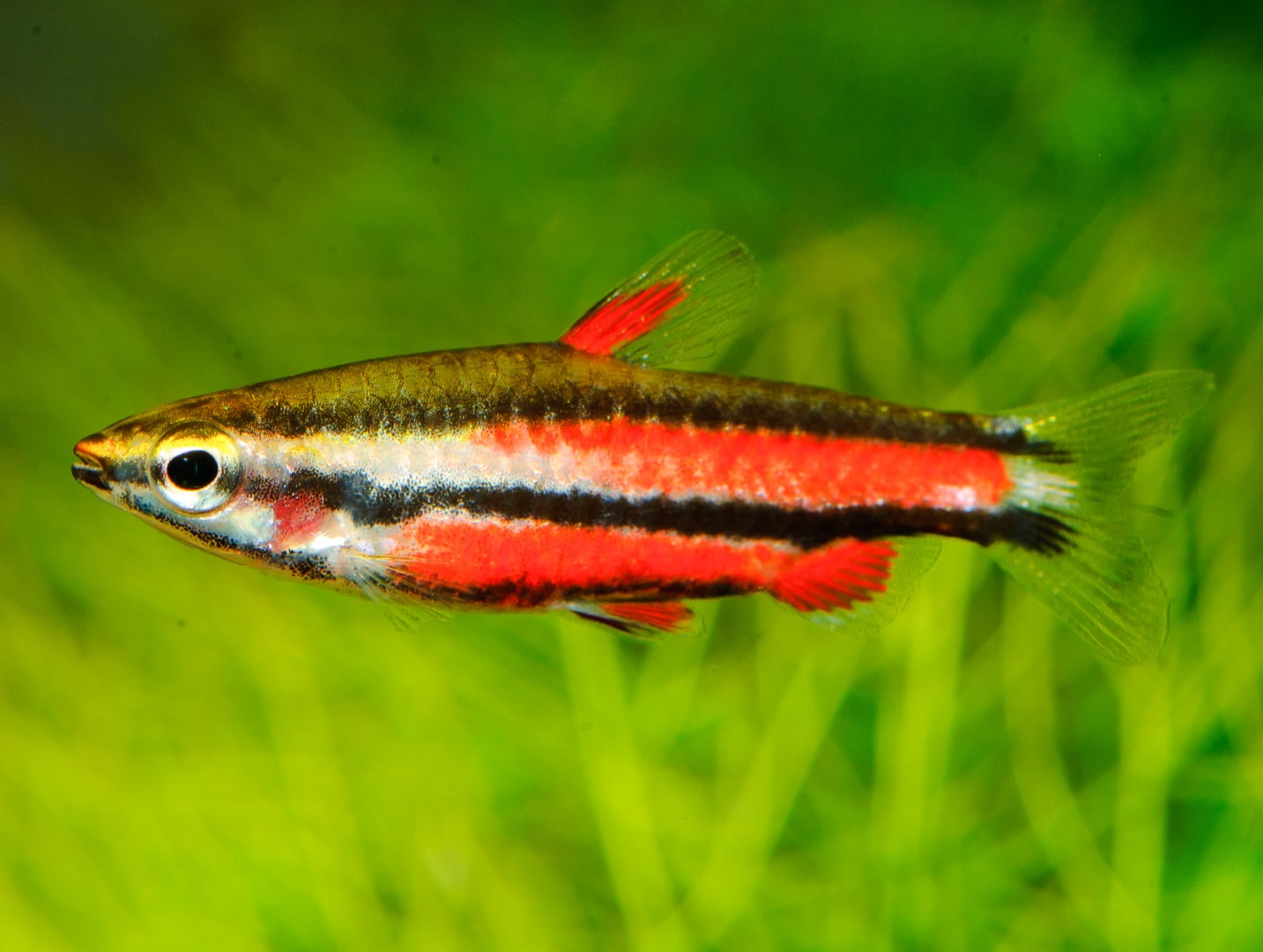 Kleine Salmler im Aquarium – Agil & Farbenpracht