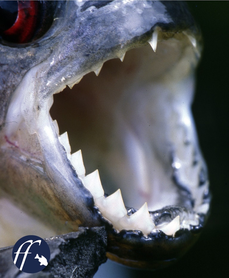 Franky Friday: Schauerliche Mythen um Piranhas