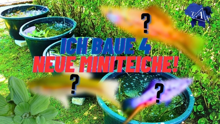 Tobis Aquaristikexzesse Video Tipp: Ich baue 4 neue MINITEICHE!