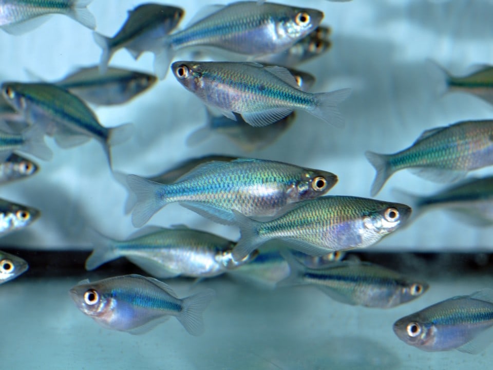 Melanotaenia lacustris - Blauer Regenbogenfisch, NZ