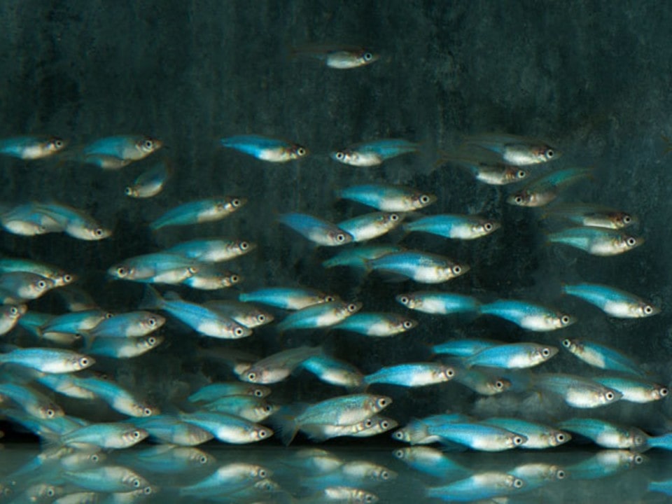 Oryzias woworae - Neon-Reisfisch, NZ