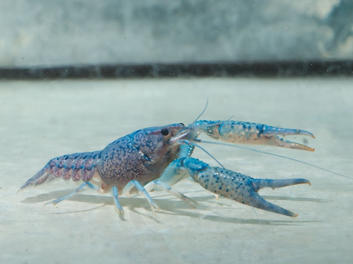 Procambarus alleni - Blauer Floridakrebs, DNZ