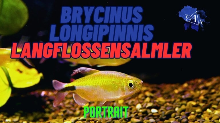 Tobis Aquaristikexzesse Video Tipp: Große Salmler aus AFRIKA - Langflossensalmler (Brycinus longipinnis)
