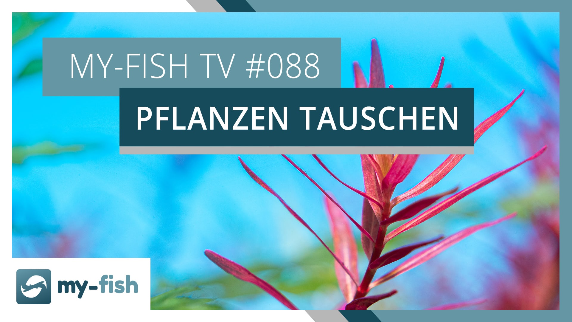 my-fish TV: Aquariumpflanzen im laufenden Betrieb austauschen – darauf musst du achten