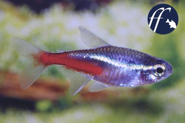 Franky Friday: Der Neonsalmler – ein Fisch, der die Welt veränderte