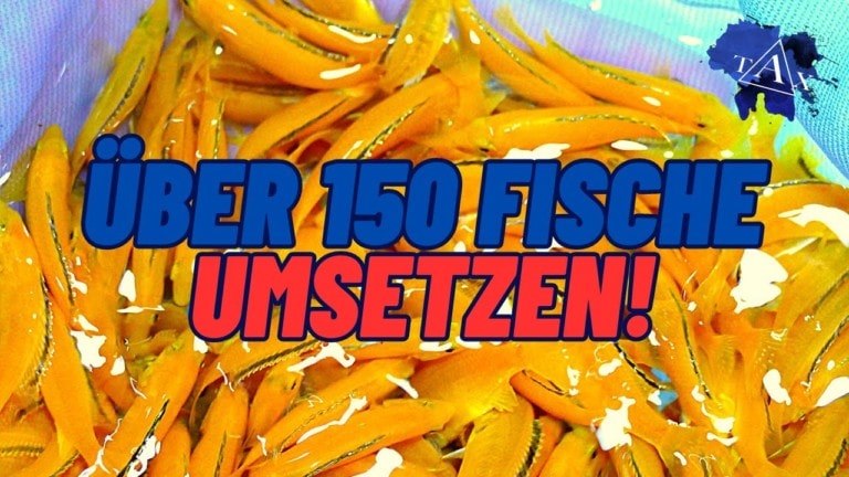 Tobis Aquaristikexzesse Video Tipp: ÜBER 150 FISCHE umsetzen !