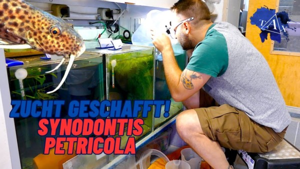 Tobis Aquaristikexzesse Video Tipp: Zucht vom Synodontis petricola geschafft