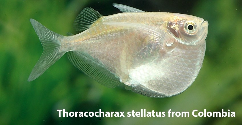 Thoracocharax stellatus