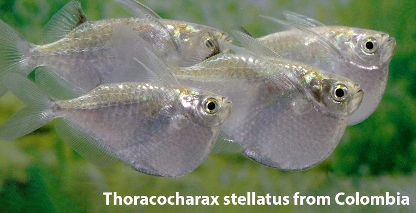 Thoracocharax stellatus