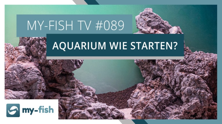 my-fish TV: Verschiedene Arten ein Aquarium zu starten