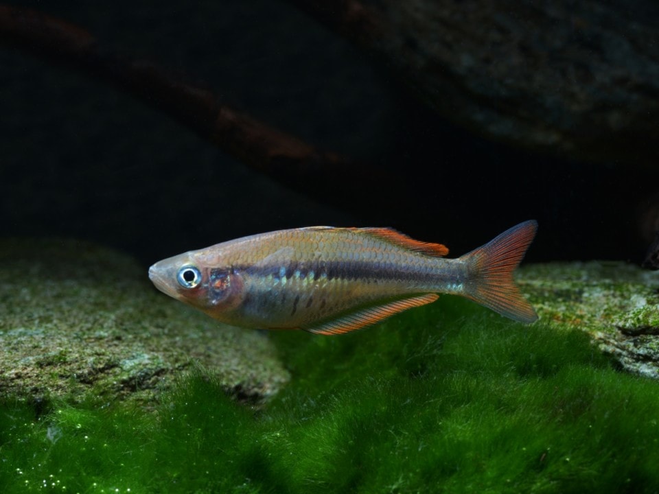 Melanotaenia sikuensis - Orange-Regenbogenfisch, EUNZ
