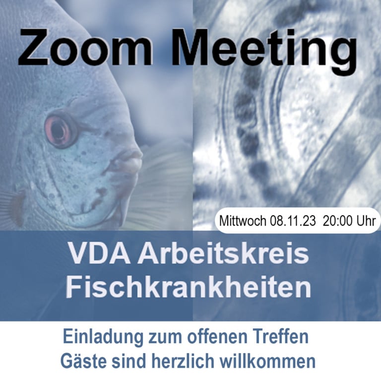 Arbeitskreis Fischkrankheiten - Zoom Meeting 08.11.2023 20:00 Uhr mit Dieter Ott / Das Züchten von Killis, wenn es mal nicht so klappt