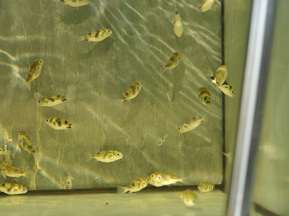 Colomesus asellus - Assel-Süßwasserkugelfisch, WF