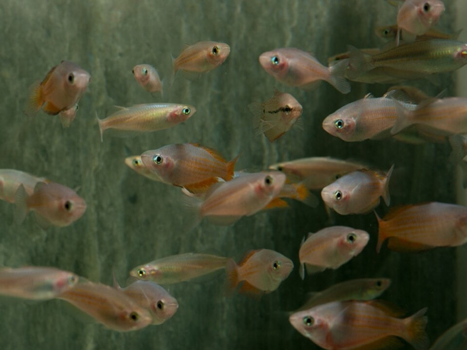 Melanotaenia parkinsoni - Parkinsons Regenbogenfisch, NZ