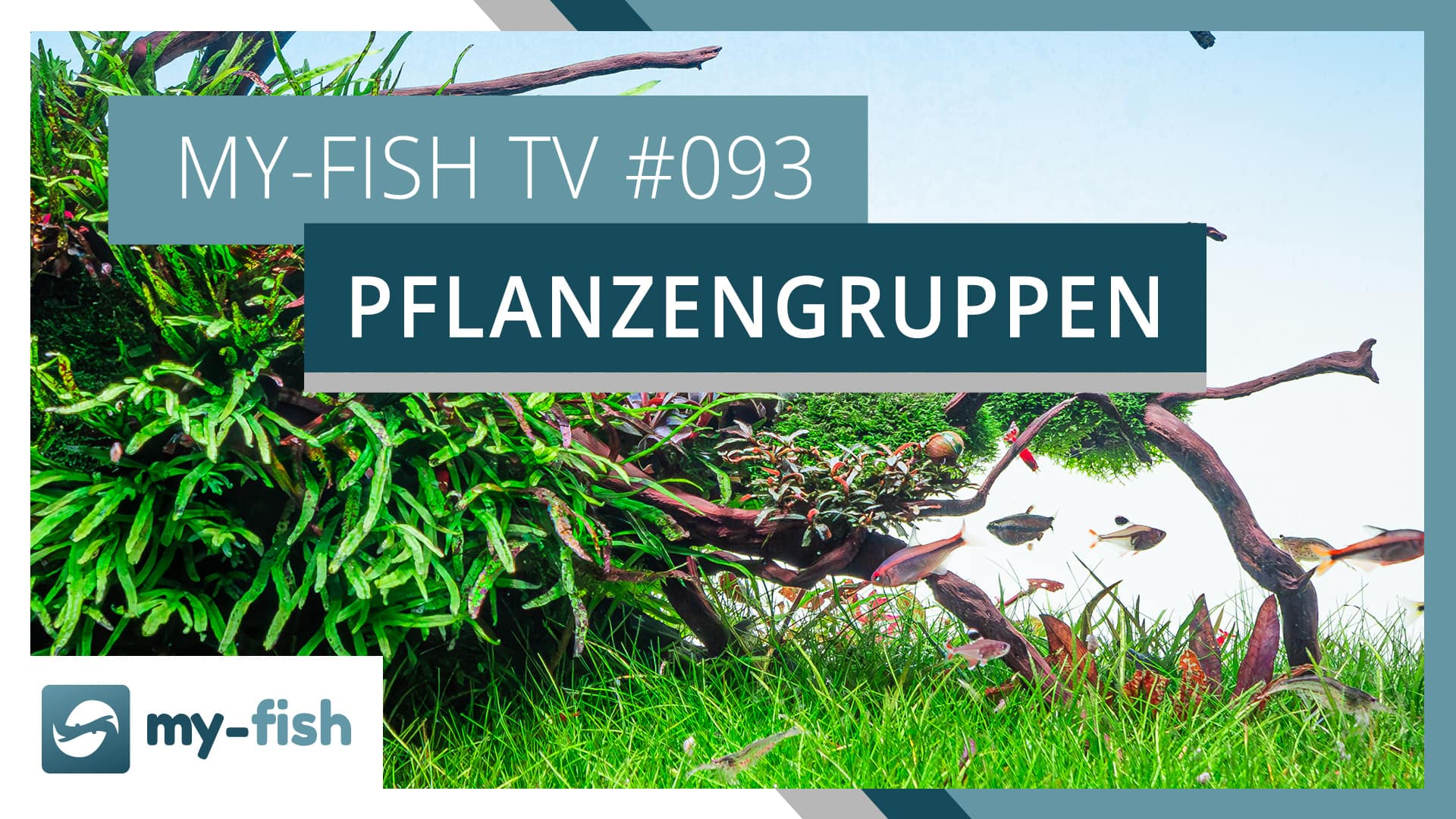 my-fish TV #093: Übersicht verschiedener Pflanzenarten für dein Aquarium