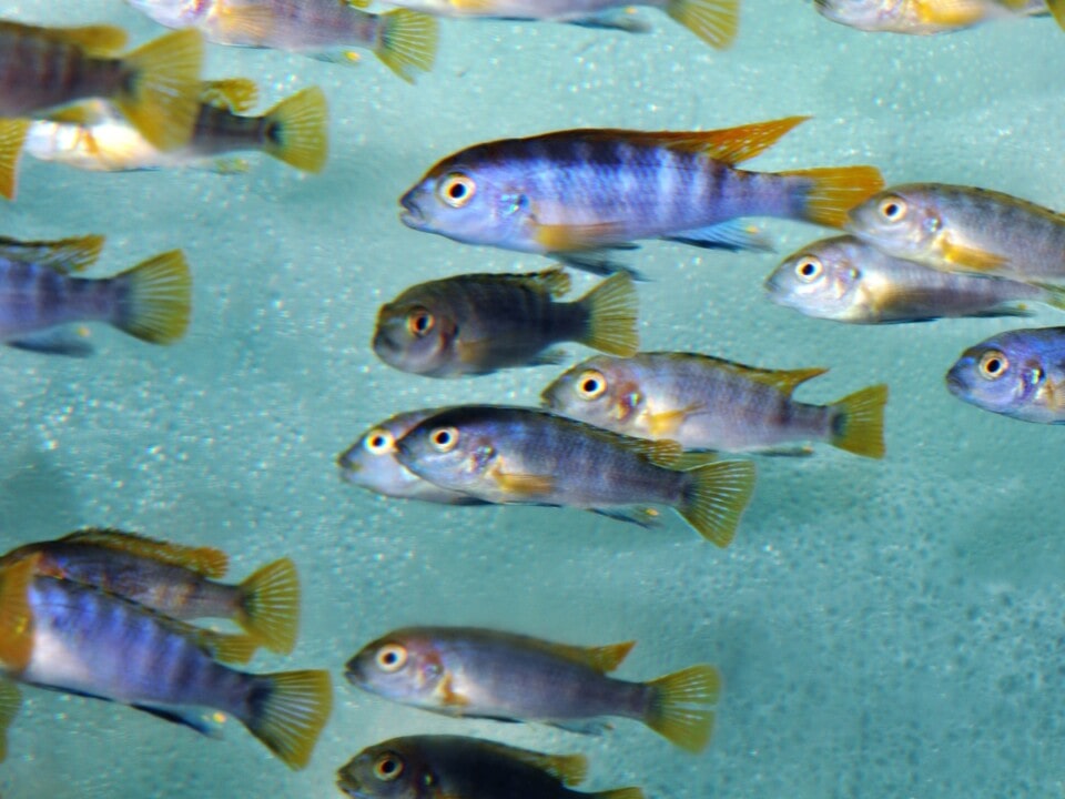 Labidochromis sp. "Mbamba Bay" - Mbamba-Bay-Maulbrüter, DNZ