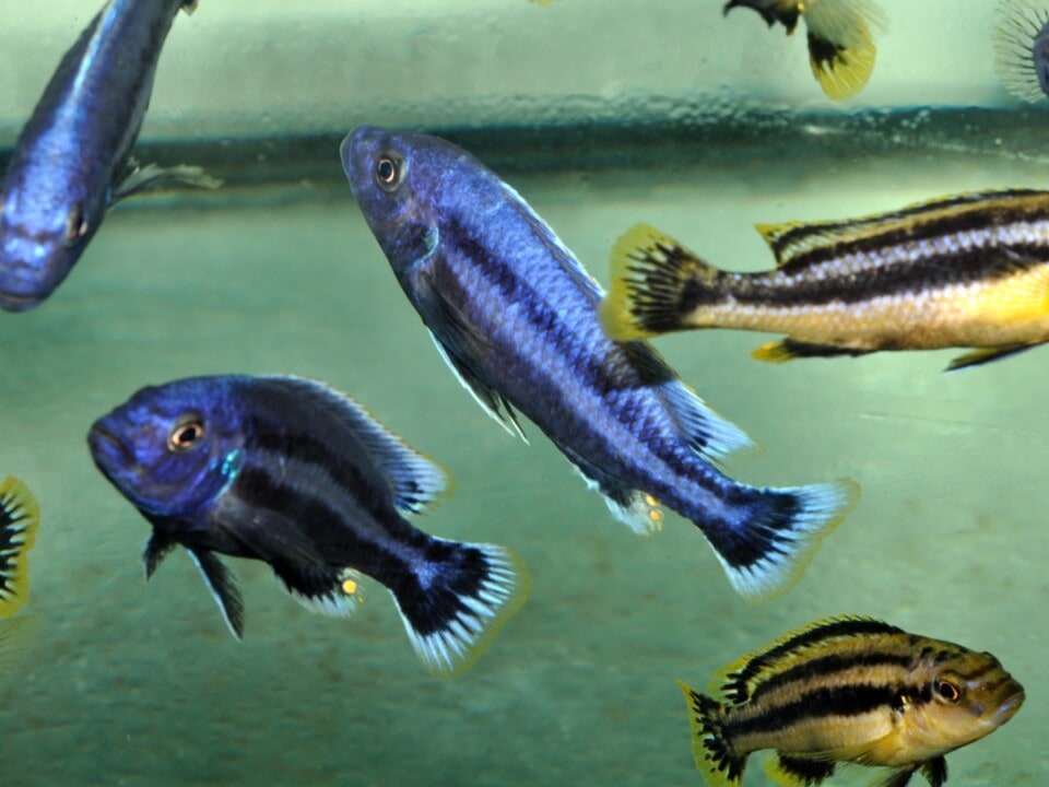 Melanochromis chipokae - Chipoka-Maulbrüter, DNZ