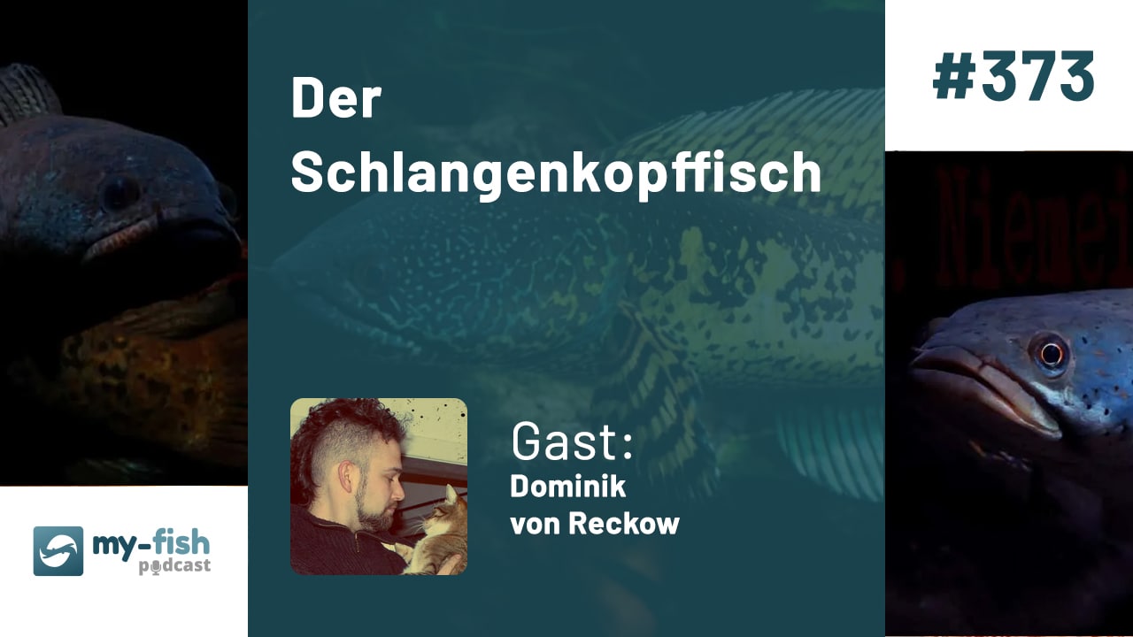 Der Schlangenkopffisch - Channa im Portrait (Dominik von Reckow)