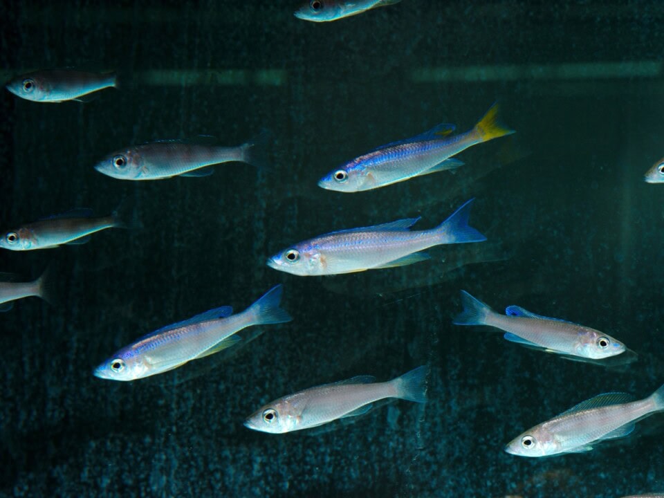 Cyprichromis leptosoma "Mtosi Bay" - Zitronenschwanz-Heringscichlide, DNZ