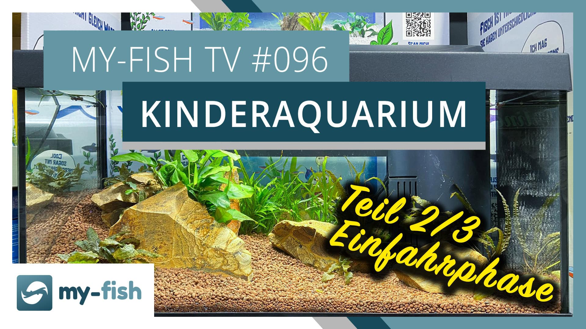 my-fish TV #096: Das Kinderaquarium Teil 2 - Die Einfahrphase
