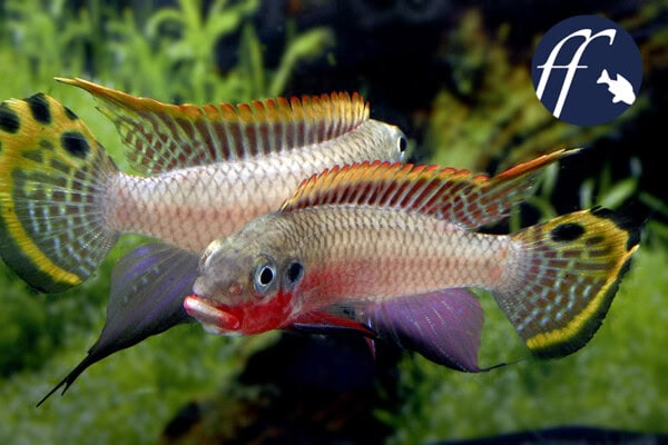Kämpfende Männchen von Pelvicachromis taeniatus „Nigeria Red“